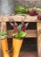 fresh beetroot root with leaves in rubber boots. rural still life. autumn time background