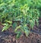 Fresh Beginnings: A Young Tomato Plant on the Garden Bed