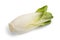 Fresh belgian endive