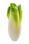 Fresh belgian endive