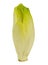 Fresh belgian endive