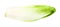 fresh Belgian endive (white chicory) isolated