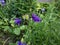 fresh bellflower growing among summer garden