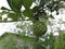 Fresh bergamot fruit in the garden.
