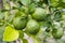 Fresh Bergamots and leaves on tree