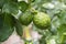 Fresh Bergamots and leaves on tree with water drops on them fruit