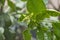 Fresh Bergamots and leaves on tree with water drops on them fruity