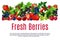 Fresh berries and fruits vector poster or banner