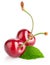 fresh berry cherry with green leaf