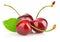 Fresh berry cherry with green leaf