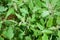 fresh Berseem or Egyptian clover Trifolium alexandrinum crops,