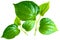 Fresh betel leaf isolated