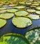 fresh big circle green pattern water lillies leaves floating in pond. Round pattern in natural park