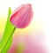 Fresh Big Tulip with waterdrops on colorful background