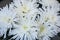 Fresh big white chrysanthemum closeup