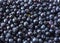 Fresh bilberry background. Texture blueberries