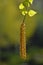 Fresh birch tree buds and leaves over green