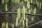 Fresh birch tree flowers in spring forest