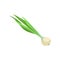 Fresh bitter onion chive with long green leaves and bulb. Natural and healthy vegetable. Organic food. Flat vector icon