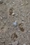 Fresh black bear tracks on a dirt road