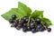 Fresh black currant isolated