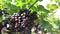 Fresh black grape on branch