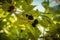 Fresh black mulberry , black ripe mulberries on the branch.