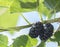 Fresh black mulberry, mulberries on the branch tree