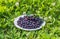 The fresh black ripe shadberries are on a white plate on a green grass background in the garden in summer