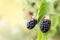 Fresh blackberries growing on bush