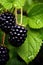 Fresh blackberries hanging on branch, AI Generated