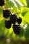 Fresh blackberries hanging on branch, AI Generated