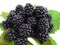 Fresh blackberries isolated