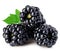 Fresh blackberries with leaves close-up isolated on a white.