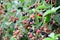 Fresh blackberries ripen in garden or on farm