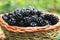 Fresh blackberry basket from the forest