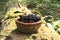 Fresh blackberry basket from the forest