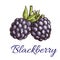 Fresh blackberry fruit sketch for food design