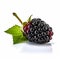 Fresh Blackberry With Green Leaf: Dark Magenta And Light Amber