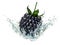 Fresh blackberry in water splash, isolated on white background