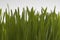 Fresh Blade Of Wheat Grass