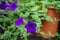 Fresh blooming and budding soft petals purple color Petunias flower in brown pot with light green blurred background hanging