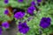 Fresh blooming and budding soft petals purple color Petunias flower with light green blurred background hanging in local market