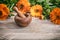 Fresh blooming calendula, pot marigold and a mortar on a wooden table, copy space