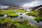 Fresh blooming flowers in Landmannalaugar, Iceland