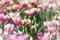 Fresh blooming magenta  tulips  with white edge in spring garden