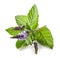 Fresh blooming mint flower