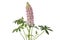 Fresh blooming pink lupine