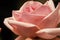 Fresh blooming pink rose large