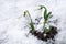 Fresh blooming snowdrop flowers growing through snow